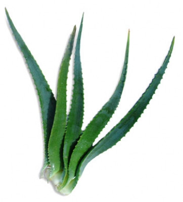 Aloe arborescens Frischblätter Bio mind. 330 g Portion