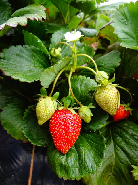 Erdbeeren in Scheiben getrocknet Bio-Rohkost 100g