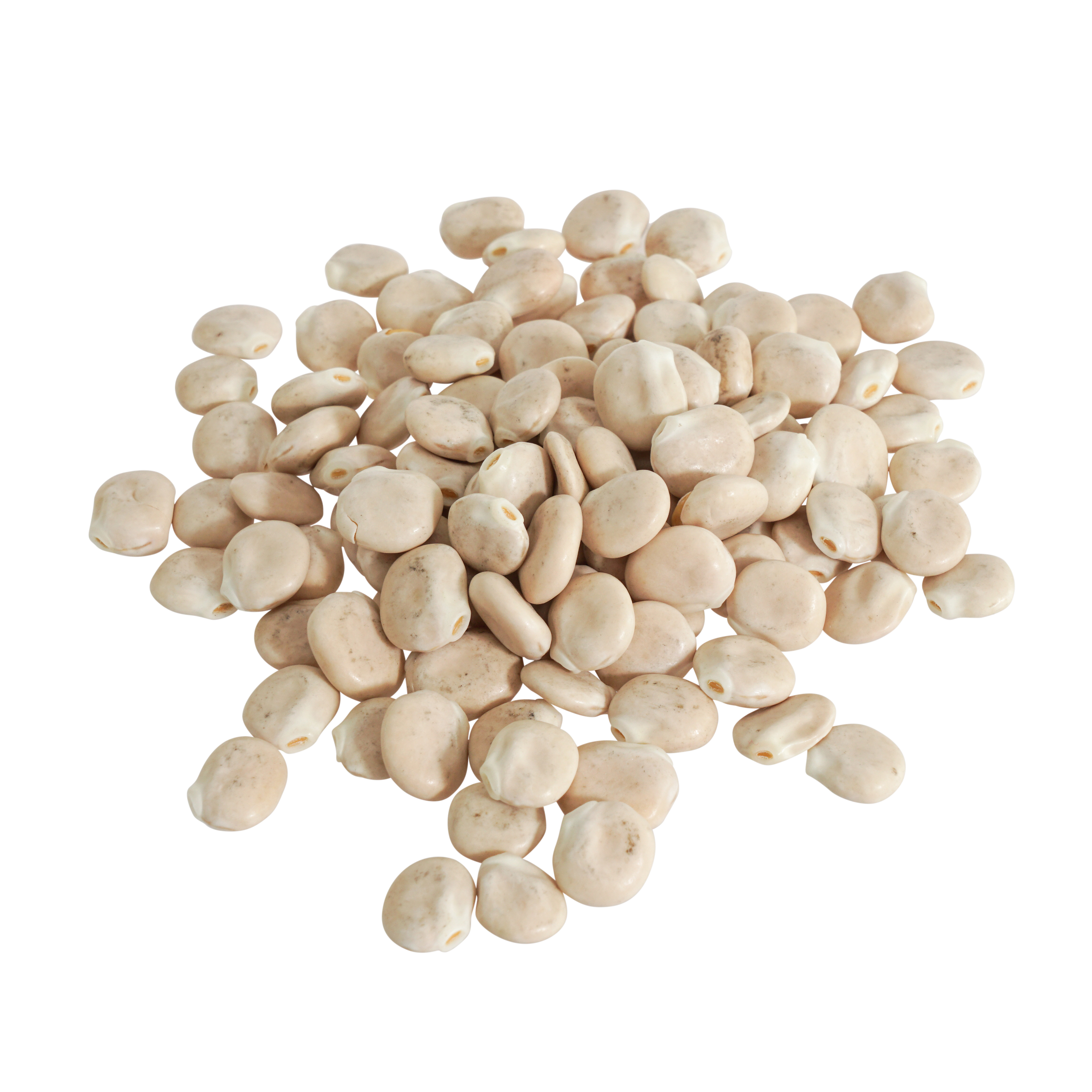 Weiße Lupinen Samen Bio keimfähig 500 g