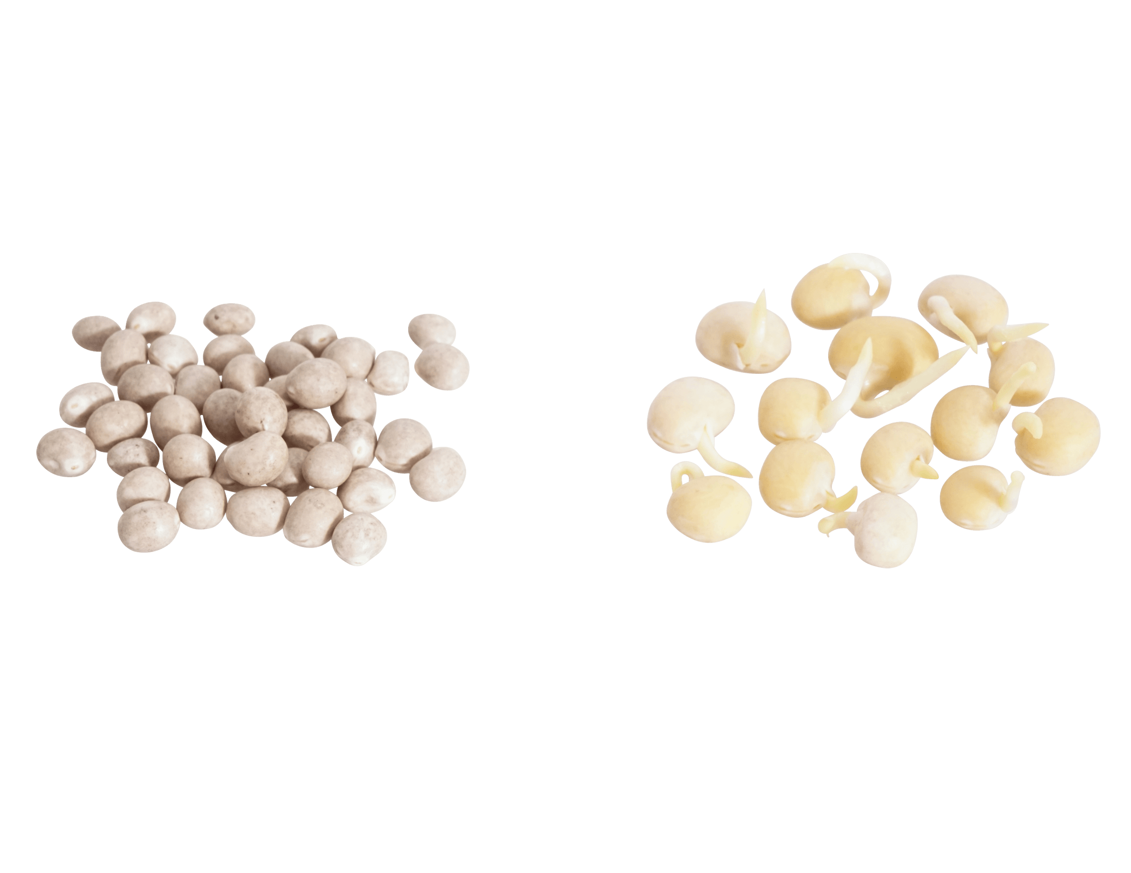 Süßlupinen Samen Bio keimfähig