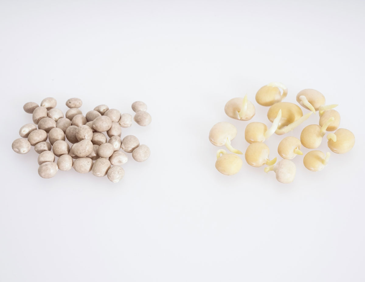 Süßlupinen Samen BIO keimfähig 2,5 kg - leicht bitter